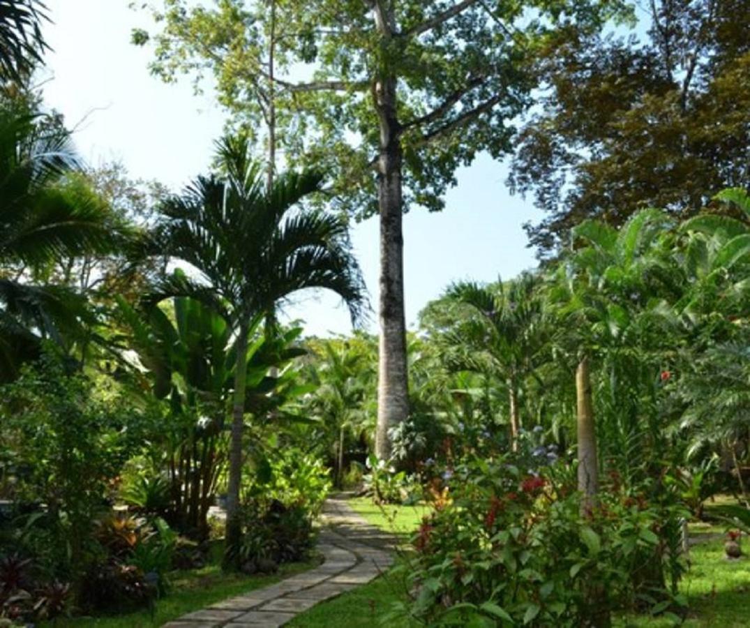 El Nido Jungle Lodge Puerto Viejo de Talamanca Exteriér fotografie